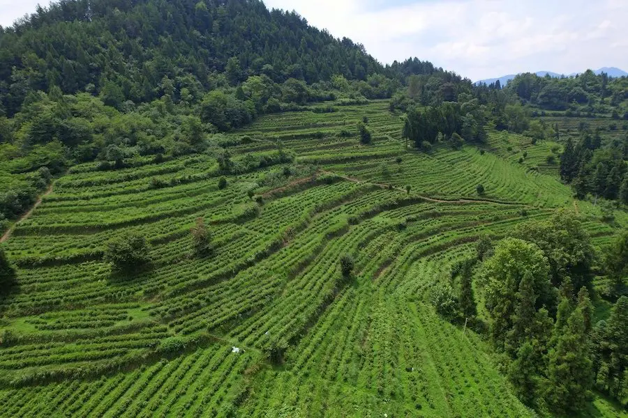 大面山片区图2