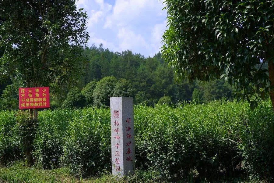 杨畔种片区图1