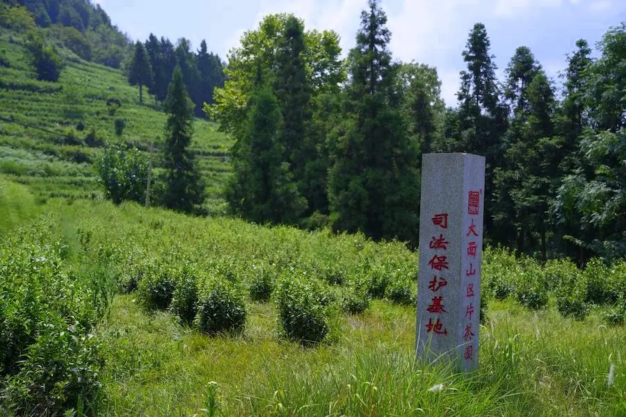 大面山片区图1